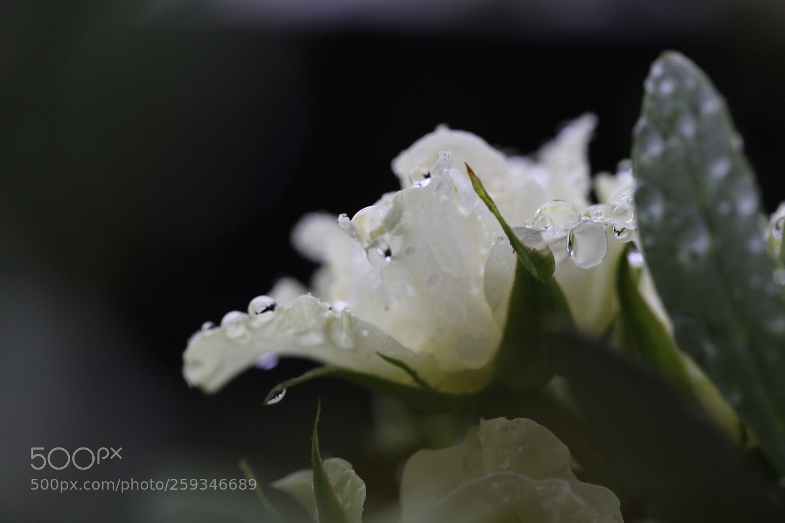 Canon EOS 6D sample photo. My rose photography