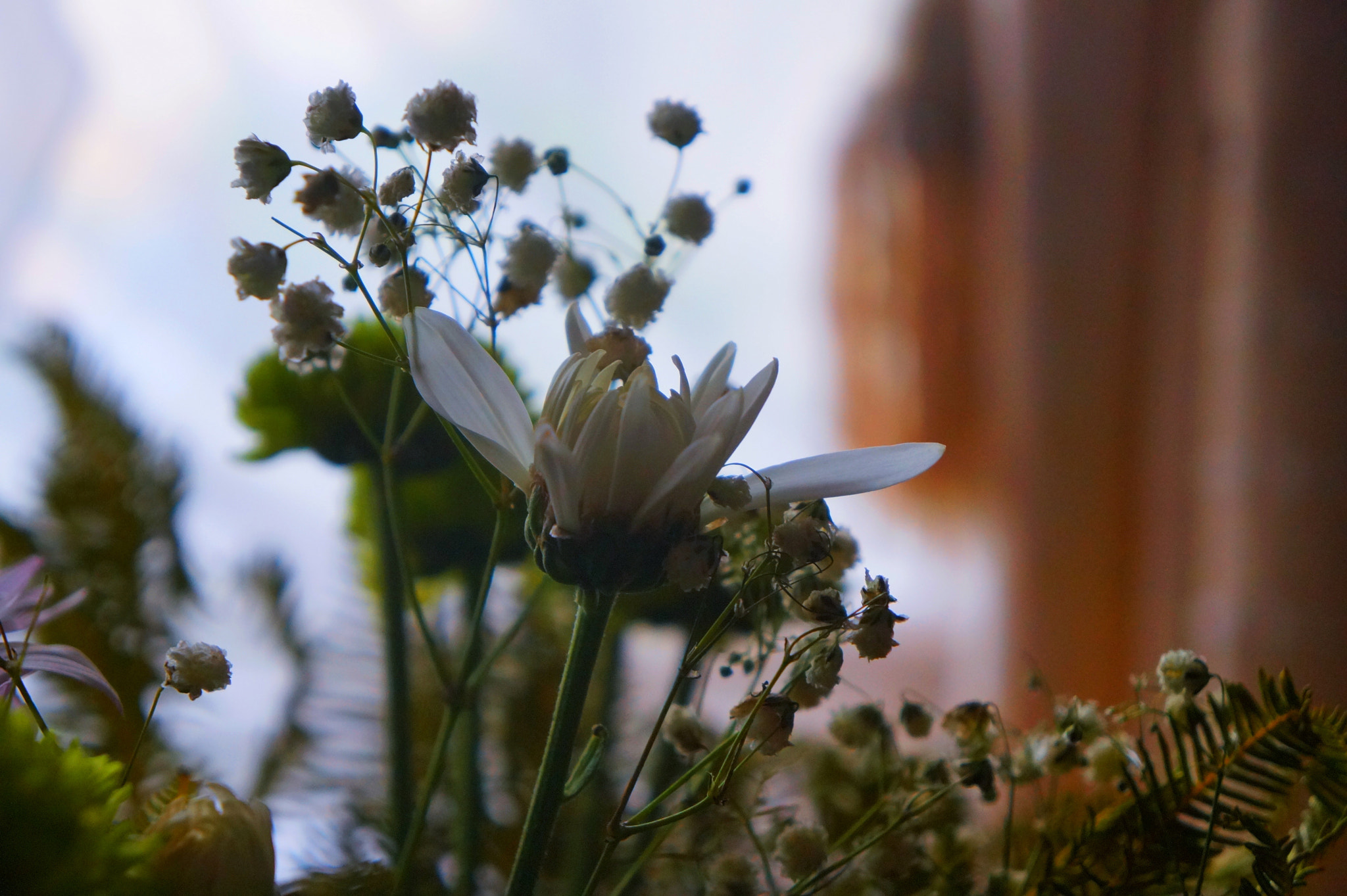 Sony E 18-55mm F3.5-5.6 OSS sample photo. Flower photography
