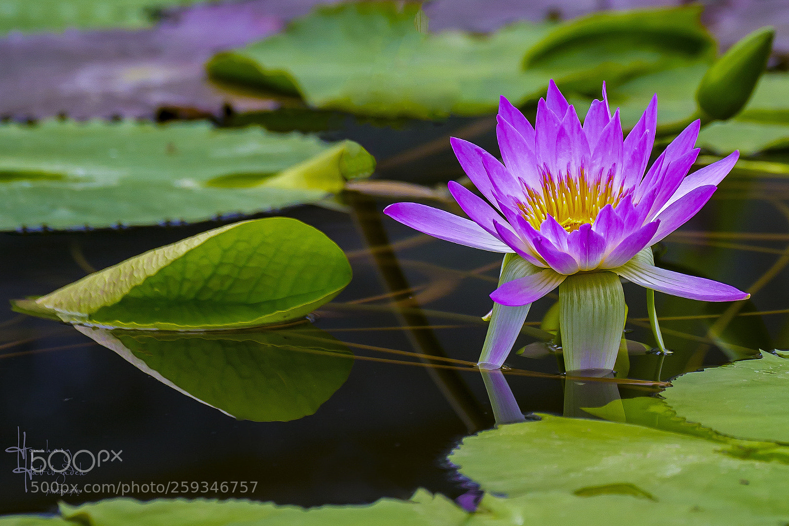 Canon EOS 6D sample photo. Water lily photography