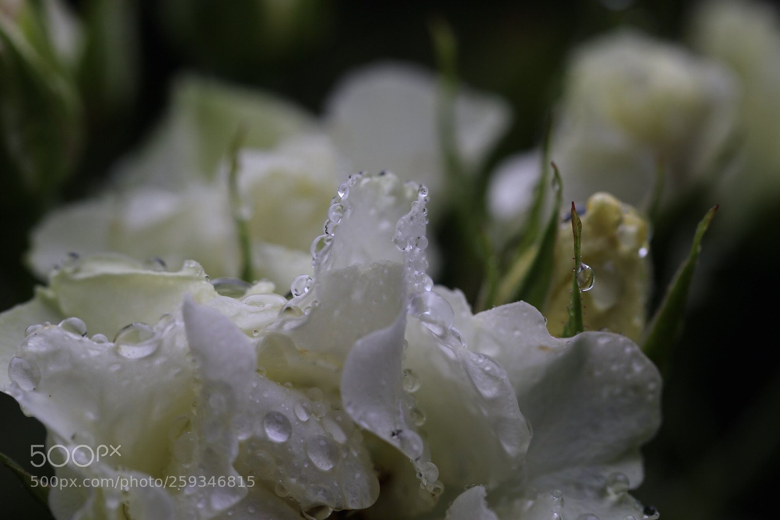 Canon EOS 6D sample photo. My rose photography