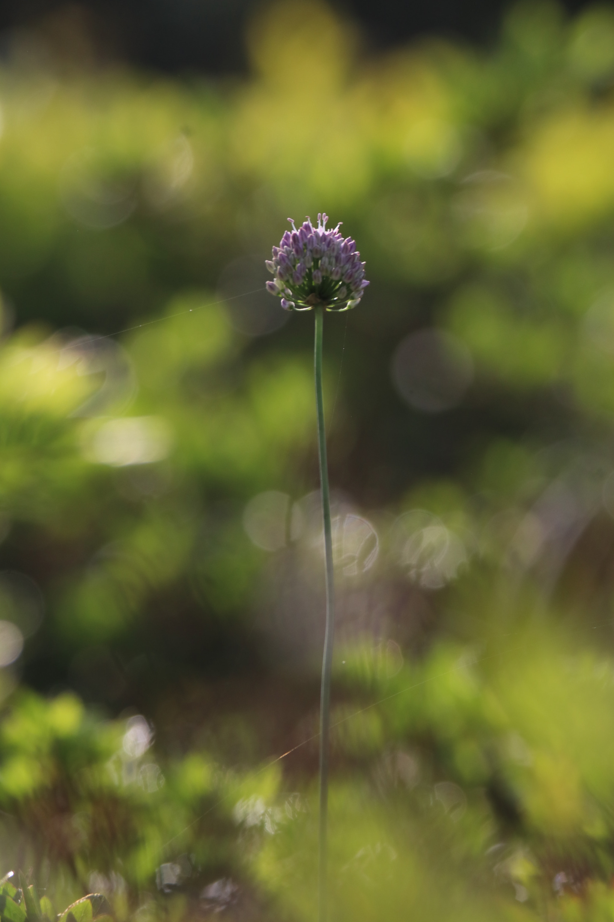 Tamron SP 150-600mm F5-6.3 Di VC USD sample photo. 朦胧的清晨a hazy feeling photography