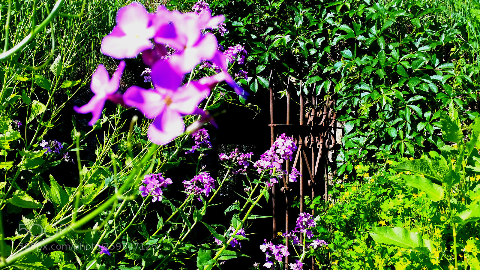 Samsung Galaxy Alpha sample photo. Iron gate photography