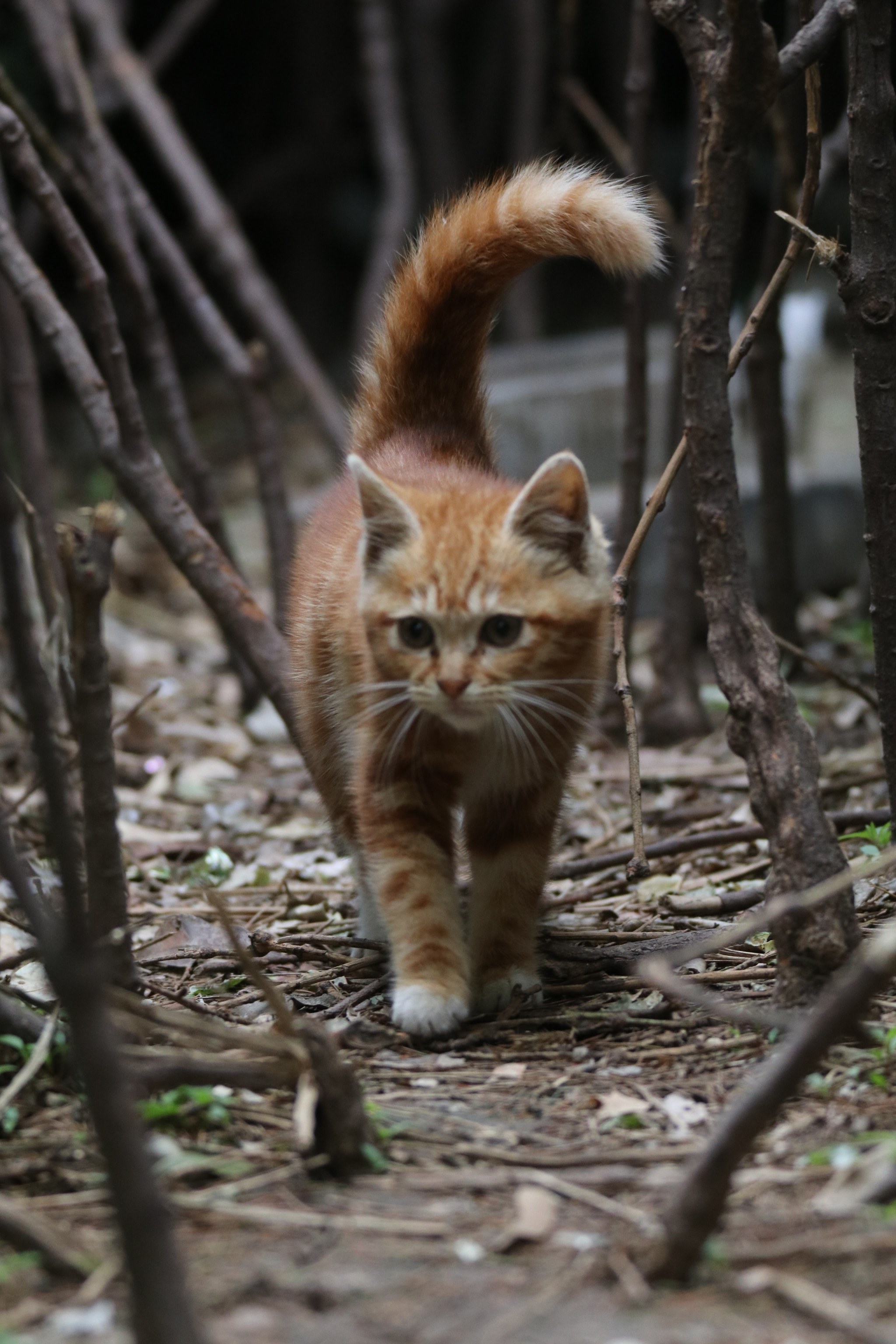 Tamron SP 150-600mm F5-6.3 Di VC USD sample photo. 清晨的步伐the pace of the morning photography