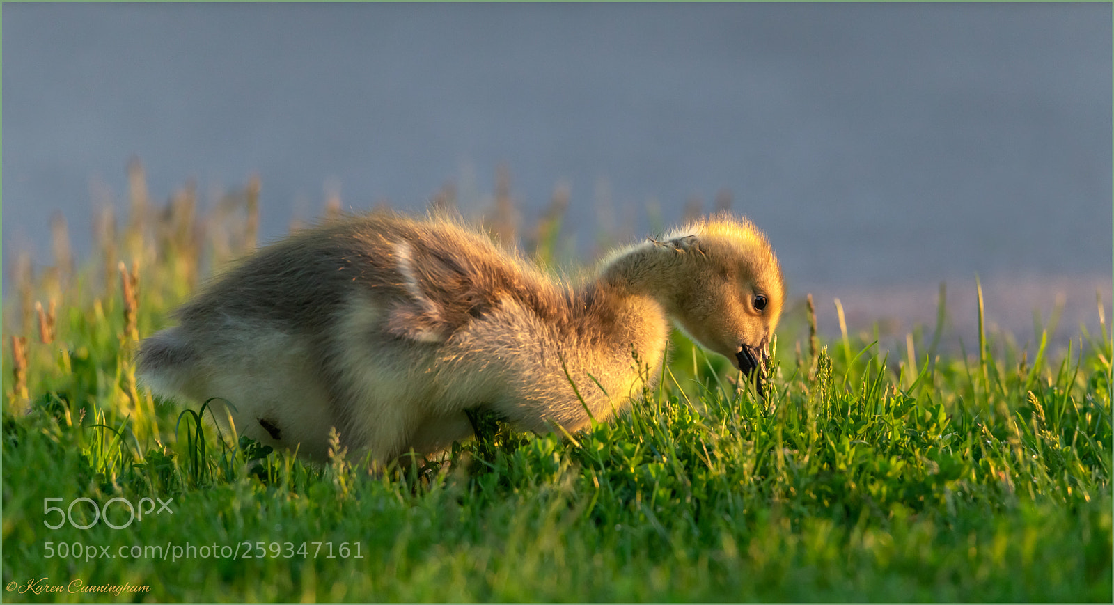 Canon EOS 6D sample photo. Golden light gosling photography