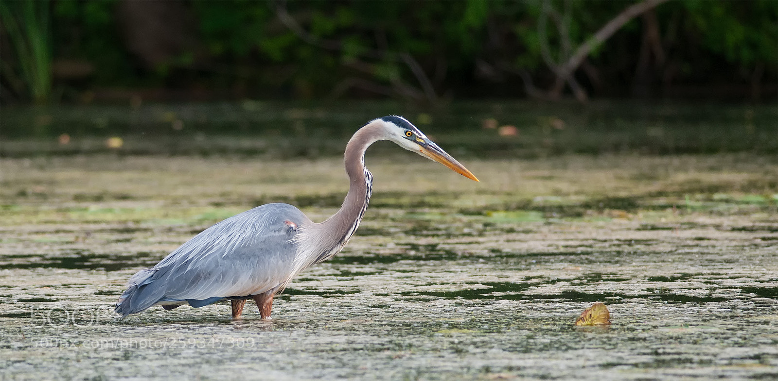 Nikon D300 sample photo. Blue heron photography