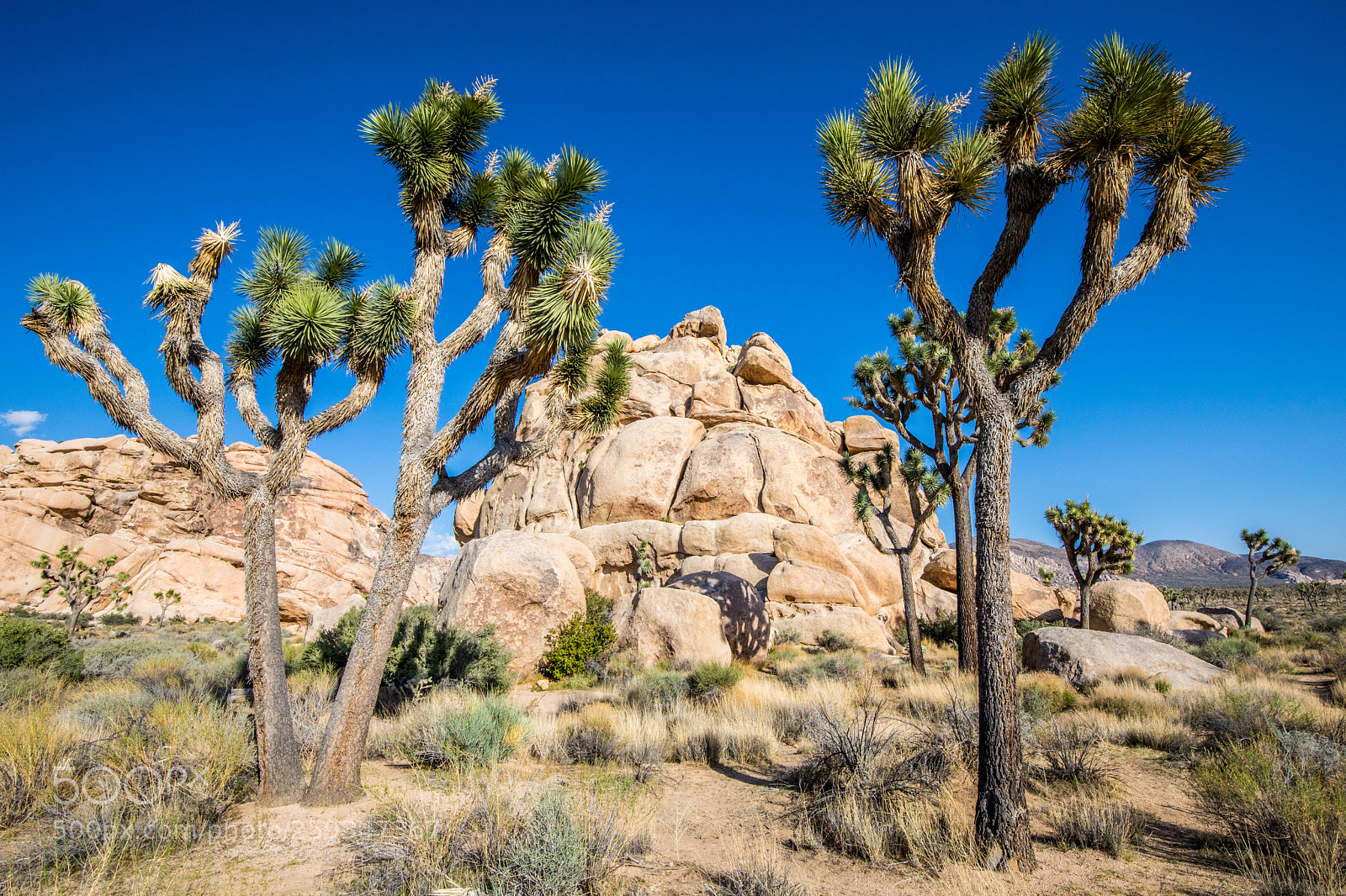 Canon EOS 5D Mark IV sample photo. Joshua tree national park photography