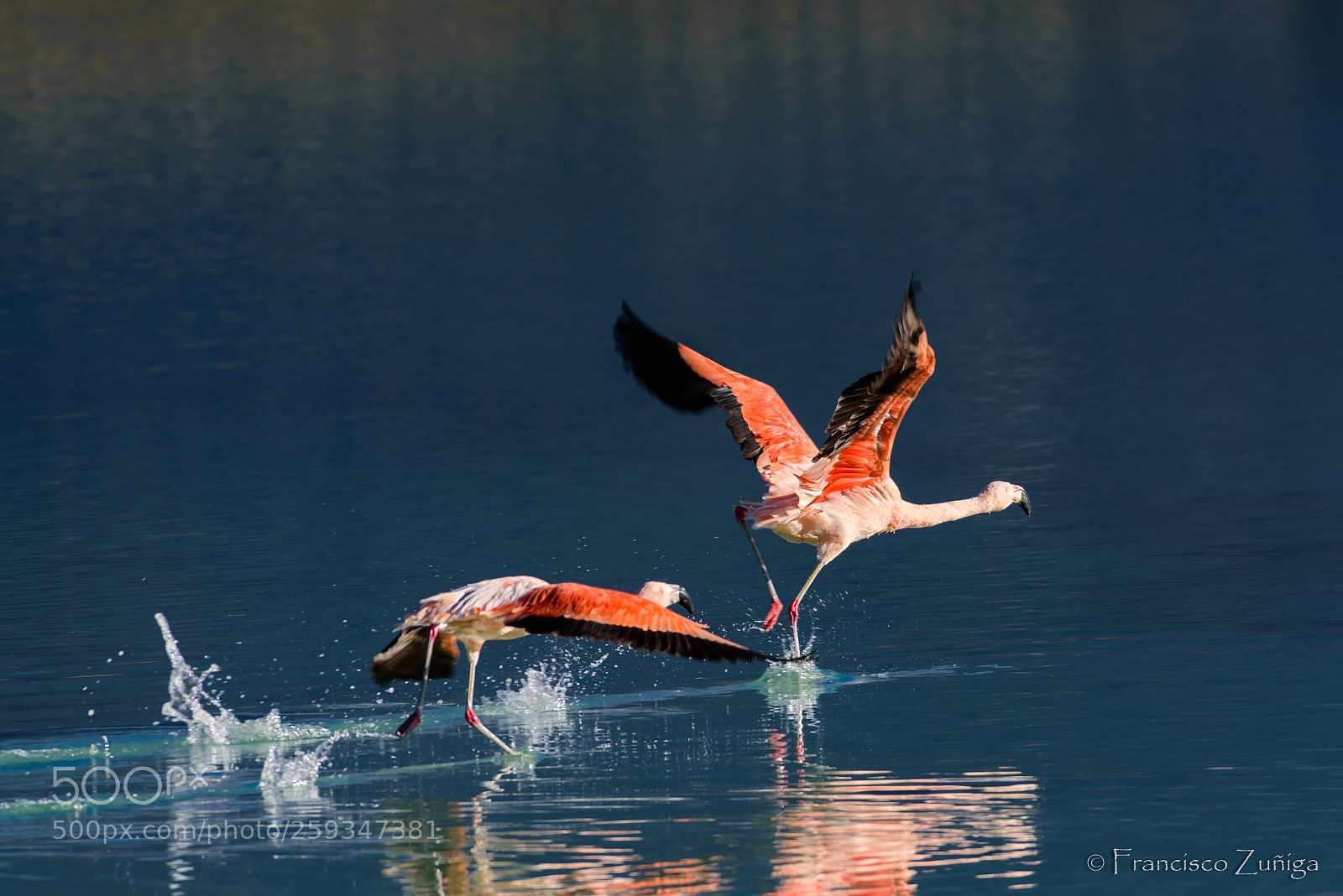 Nikon D750 sample photo. Flamenco.torres del paine,chile photography