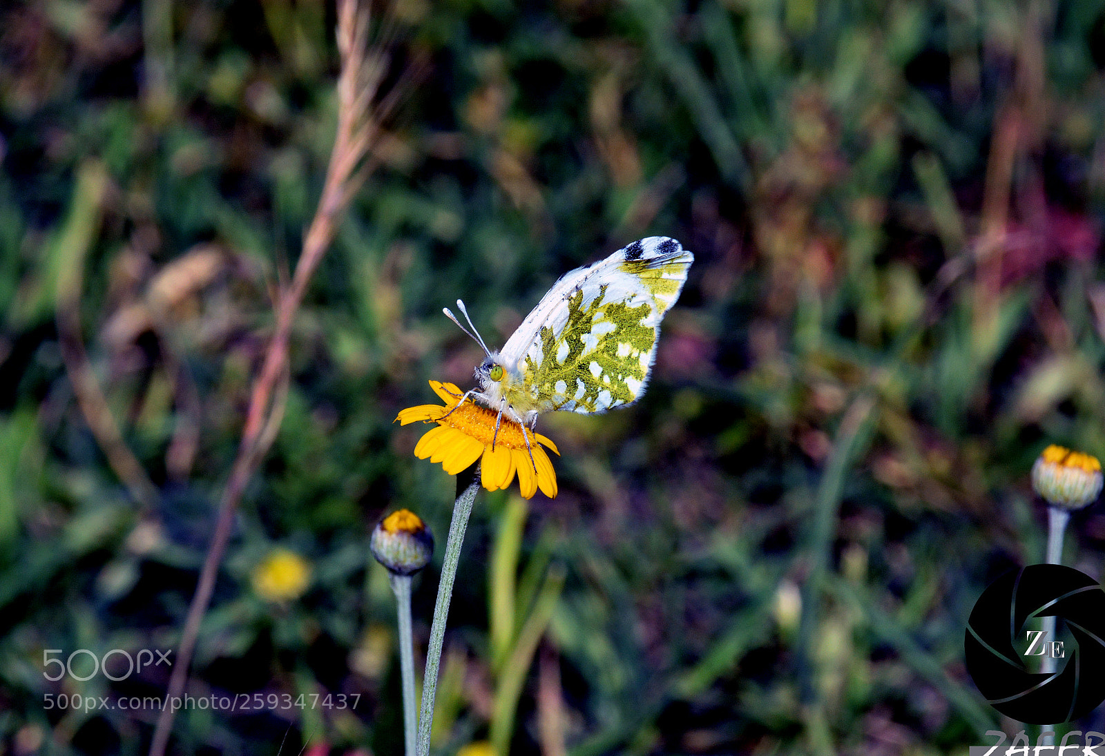 Nikon D7100 sample photo. Kelebek döngüsü photography