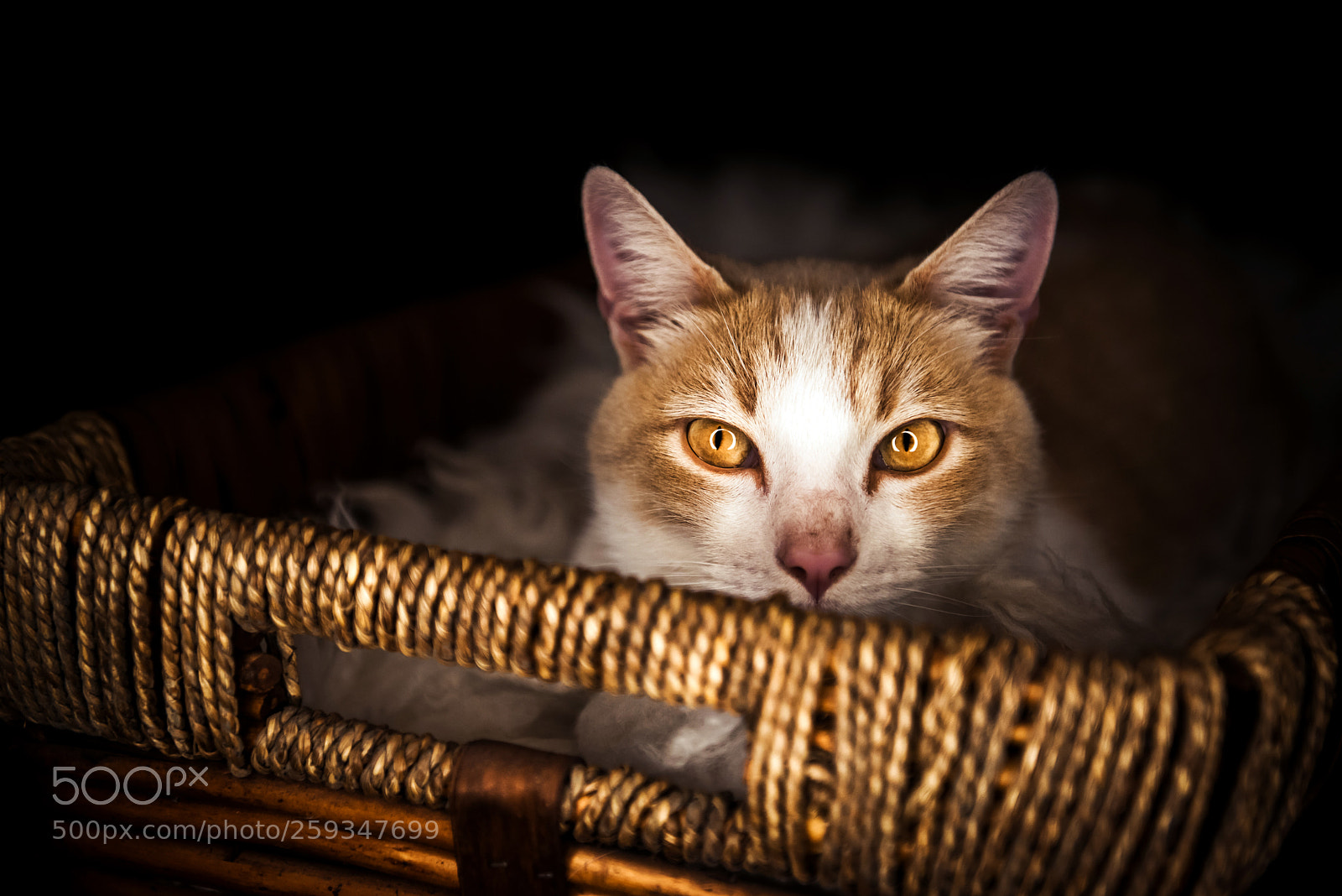 Nikon D750 sample photo. Cat 11 photography