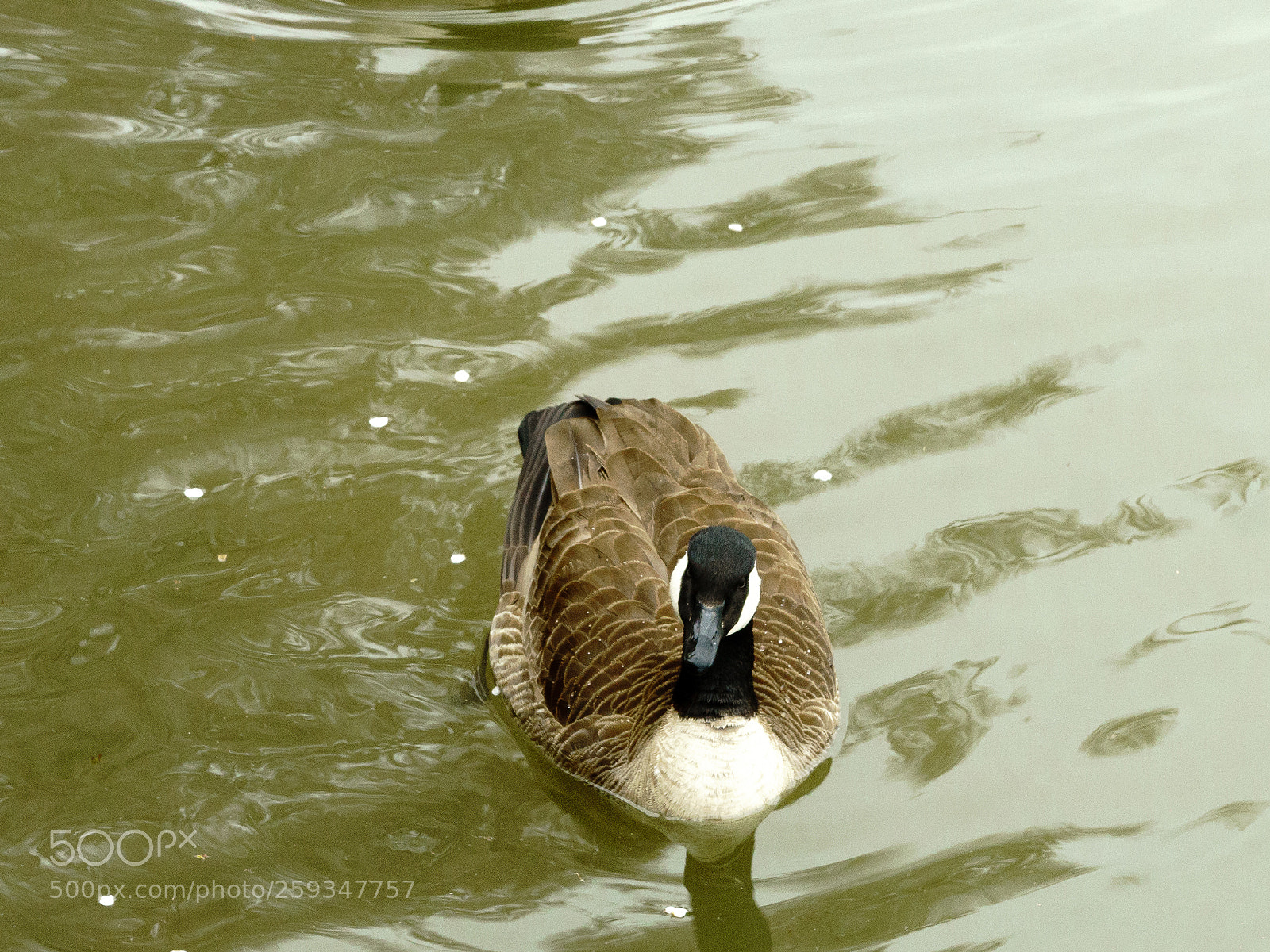 Sony a6300 sample photo. Duck knows when spring photography