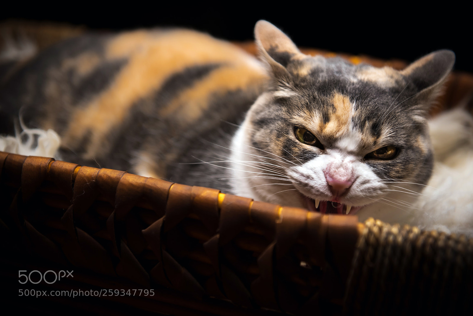 Nikon D750 sample photo. Cat 12 photography