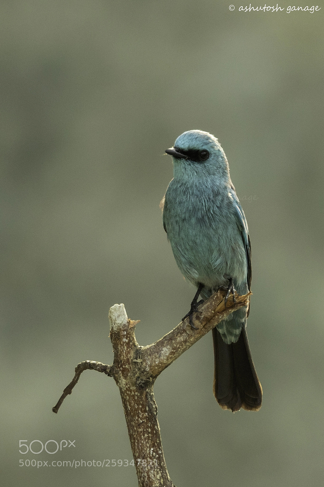 Canon EOS 7D Mark II sample photo. Verditer flycatcher photography