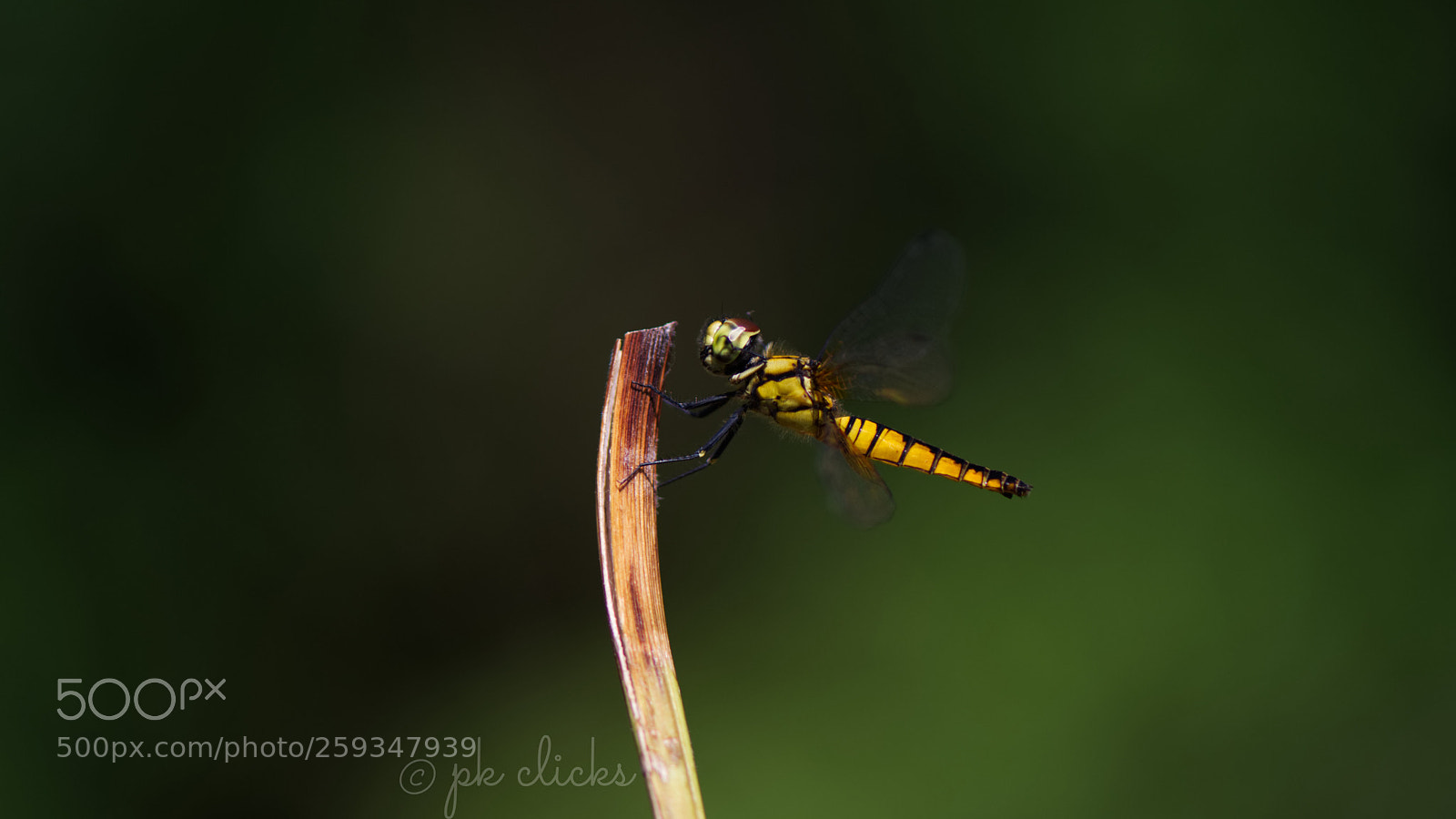 Nikon D7200 sample photo. Dragonfly photography