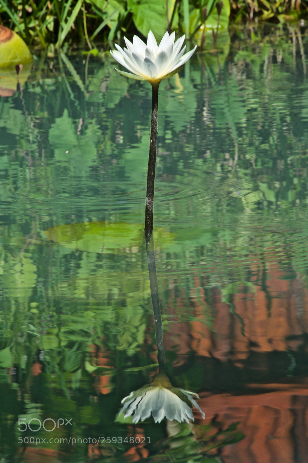 Nikon D5000 sample photo. Vanity photography