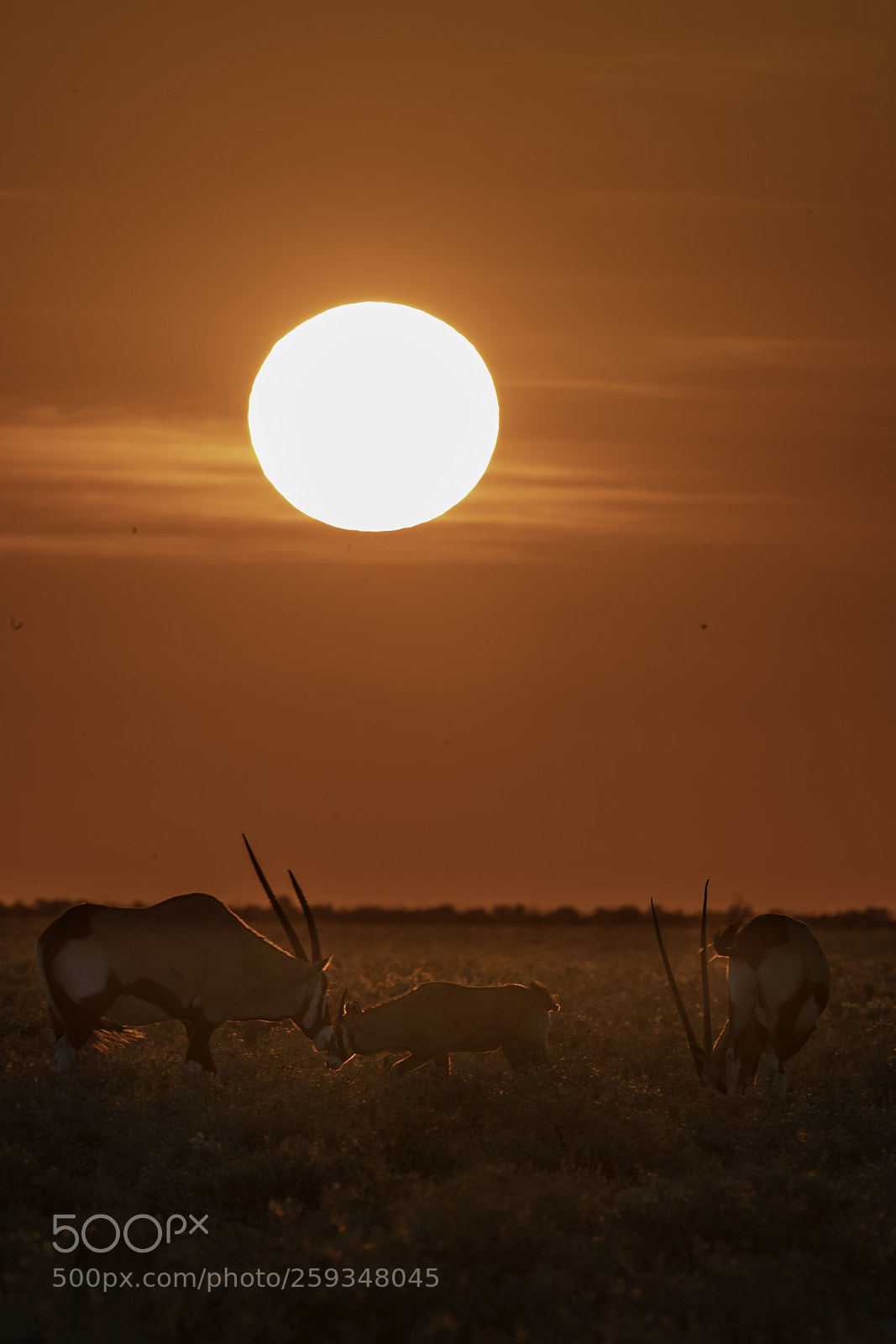Canon EOS-1D X Mark II sample photo. Oryx photography