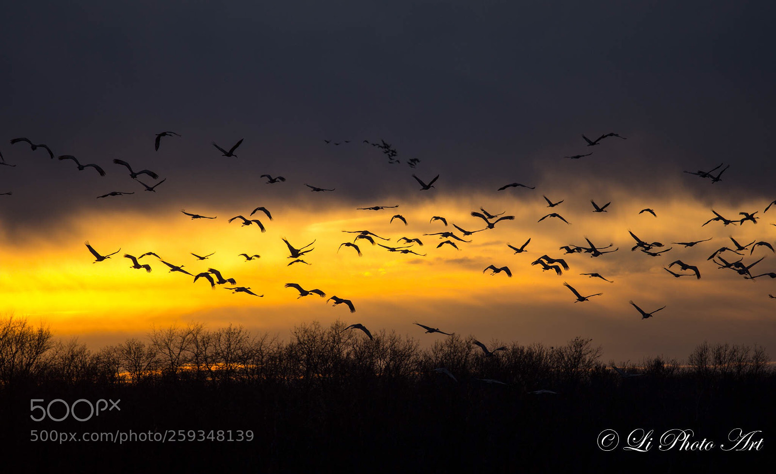 Canon EOS 60D sample photo. Sandhill cranes in the photography