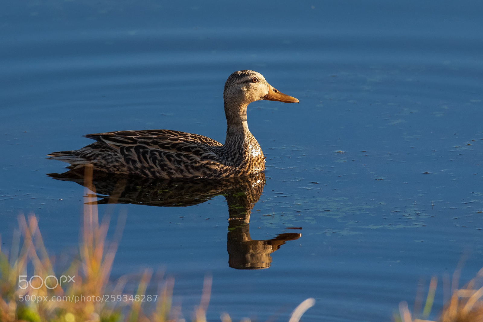 Canon EOS 7D Mark II sample photo. Florida duck photography