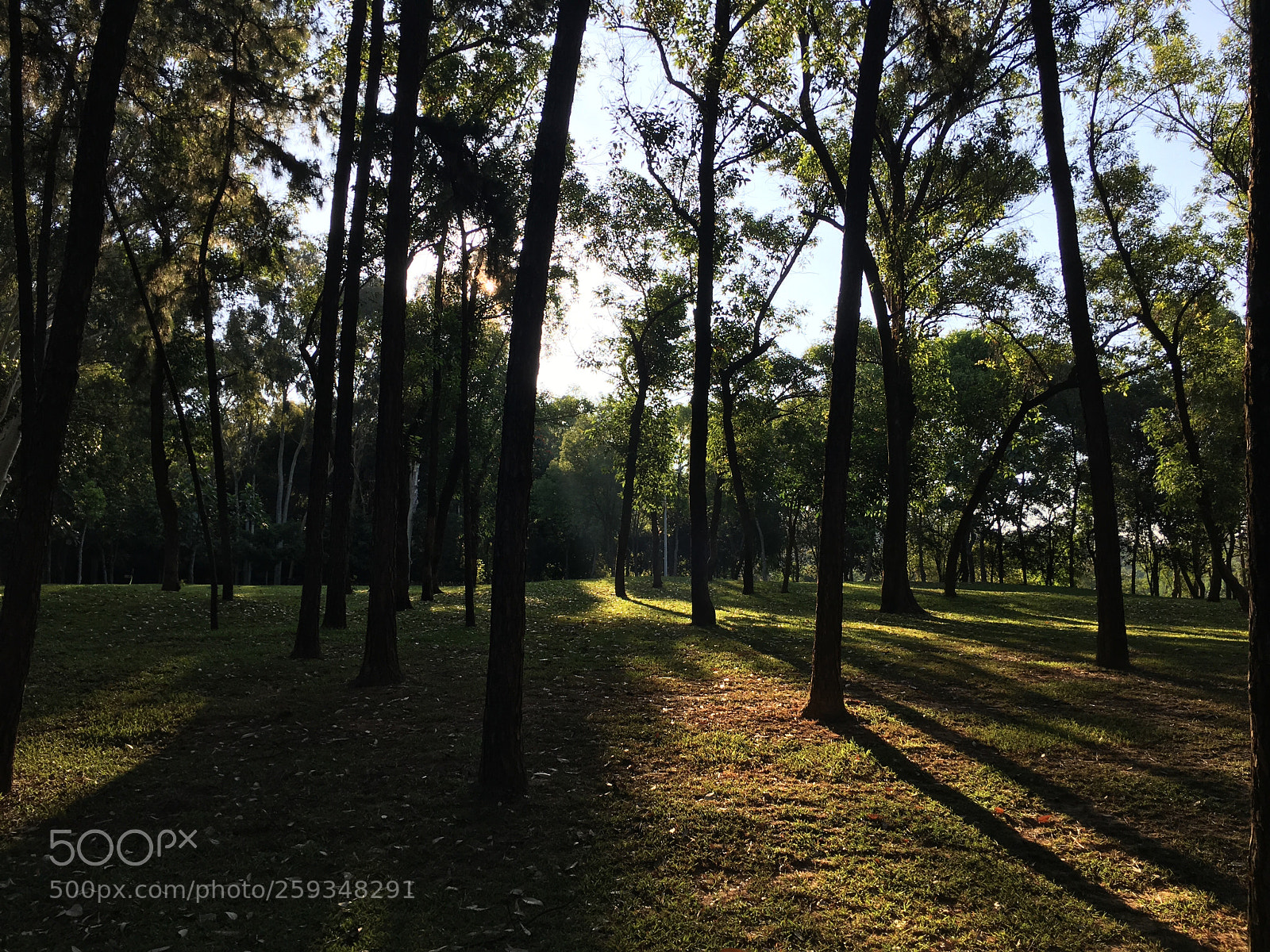 Apple iPhone 6s sample photo. Untitled photography