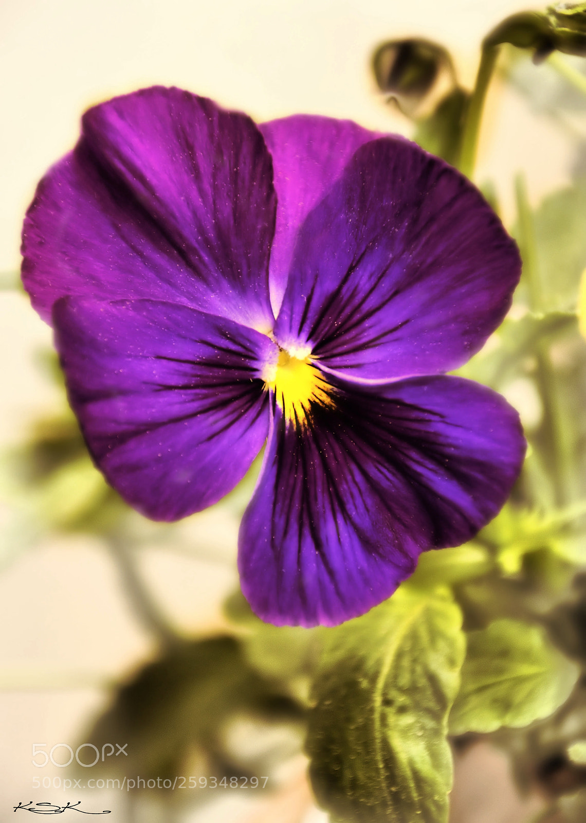 Nikon D5000 sample photo. Viola photography