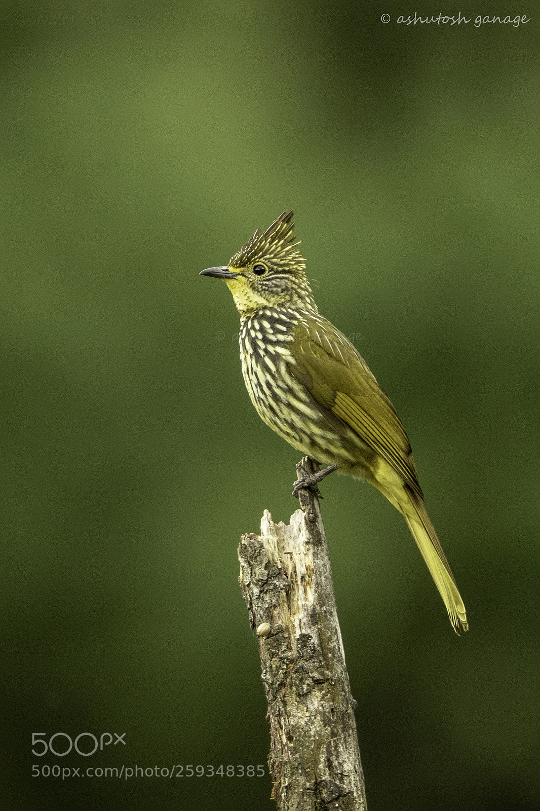 Canon EOS 7D Mark II sample photo. Striated bulbul photography