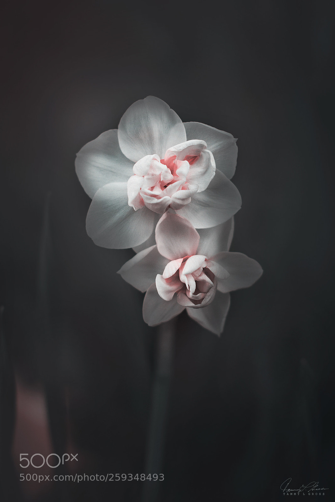 Canon EOS 7D sample photo. Just the two of photography