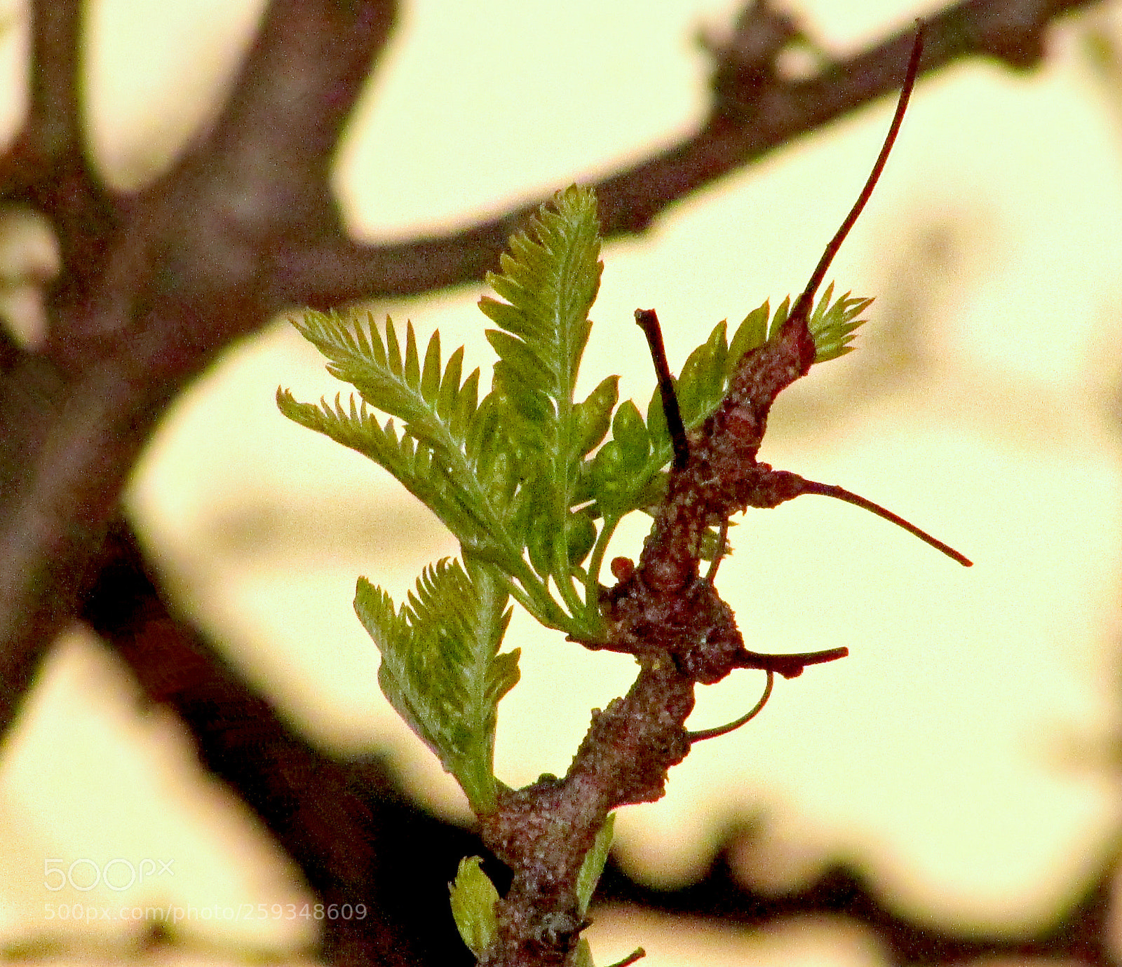 Canon PowerShot SX400 IS sample photo. Emergence photography