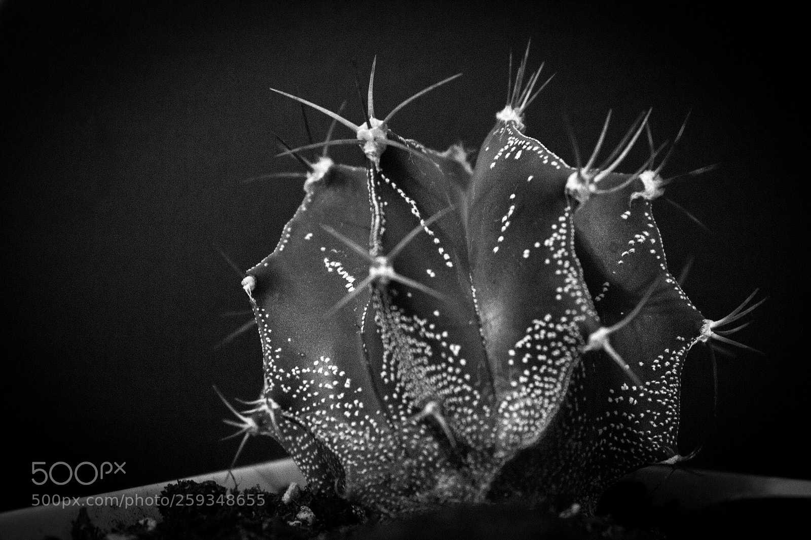 Canon EOS 1200D (EOS Rebel T5 / EOS Kiss X70 / EOS Hi) sample photo. Prickly passion  photography
