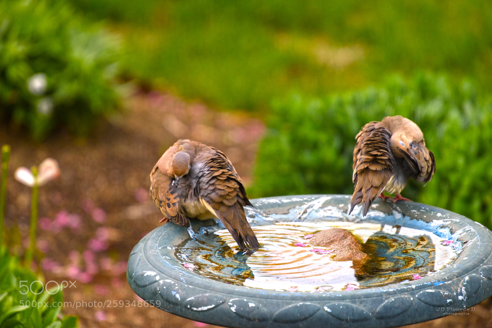 Nikon D810 sample photo. Bath time photography