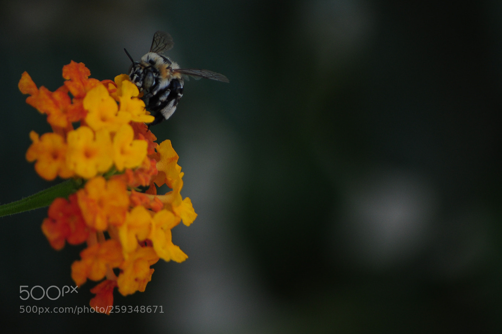 Nikon D5000 sample photo. Bee photography