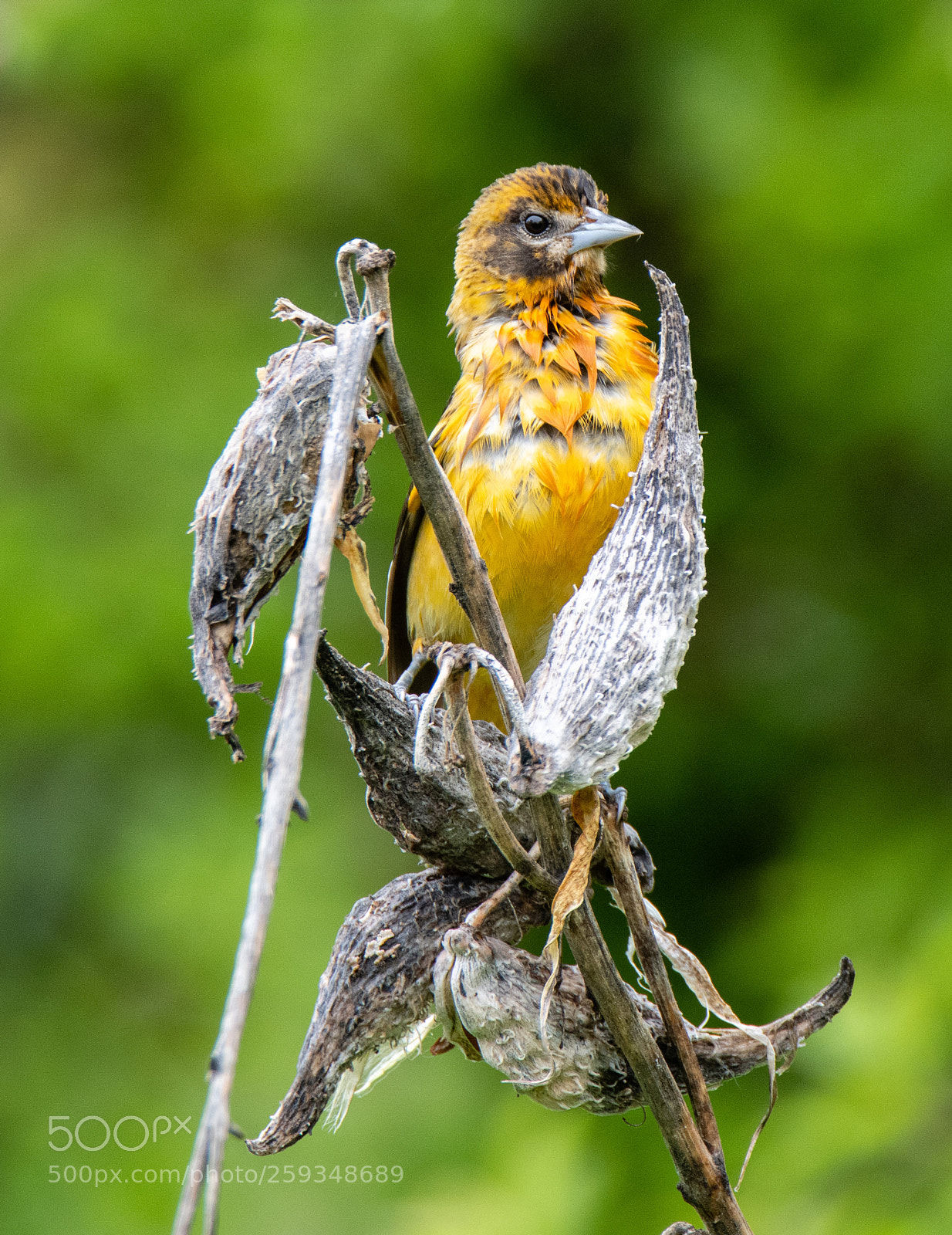 Nikon D850 sample photo. Oriole photography