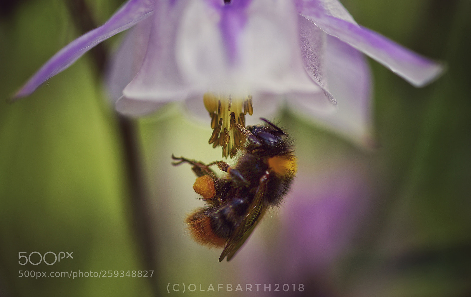 Nikon D750 sample photo. Bumblebee photography