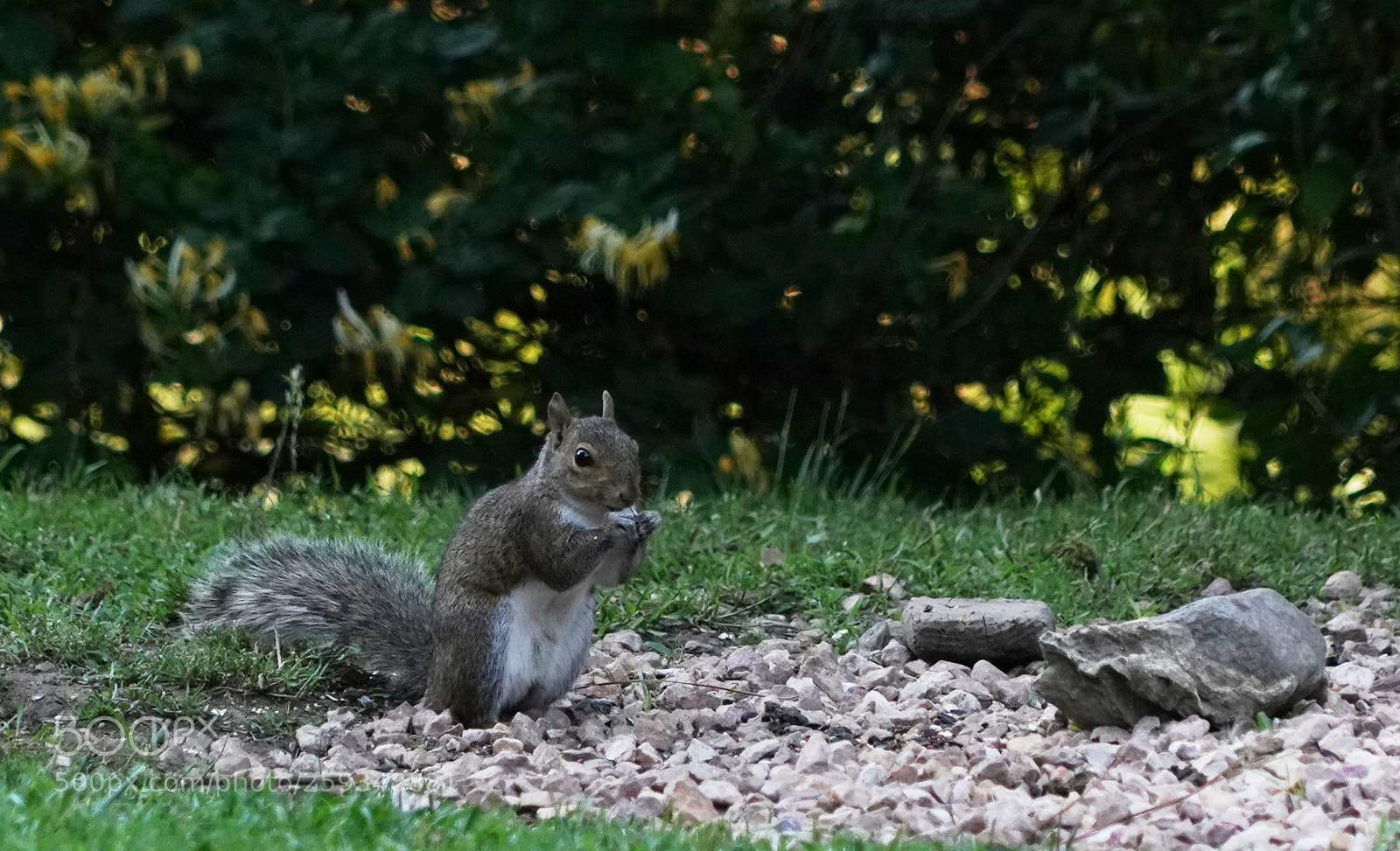 Sony a7R III sample photo. Gray squirrel photography