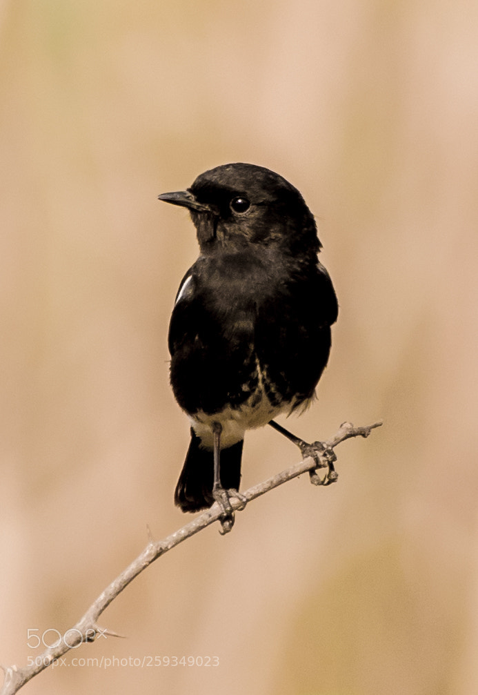 Nikon D750 sample photo. Pied bushchat photography