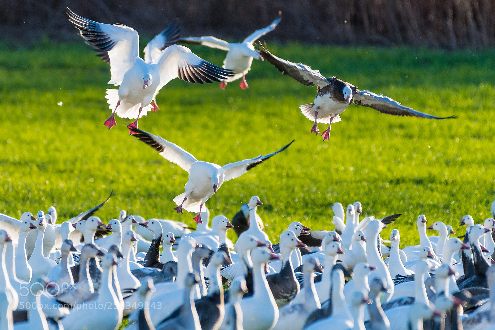 Nikon D500 sample photo. Landing photography