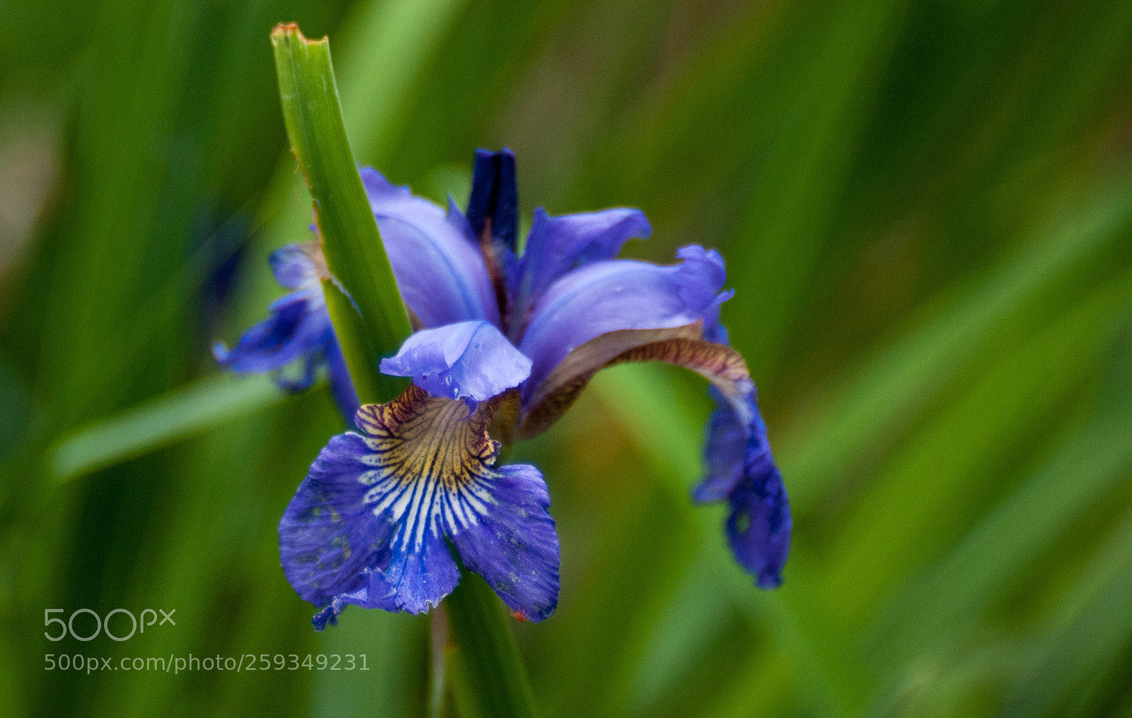 Nikon D300 sample photo. An iris flower photography