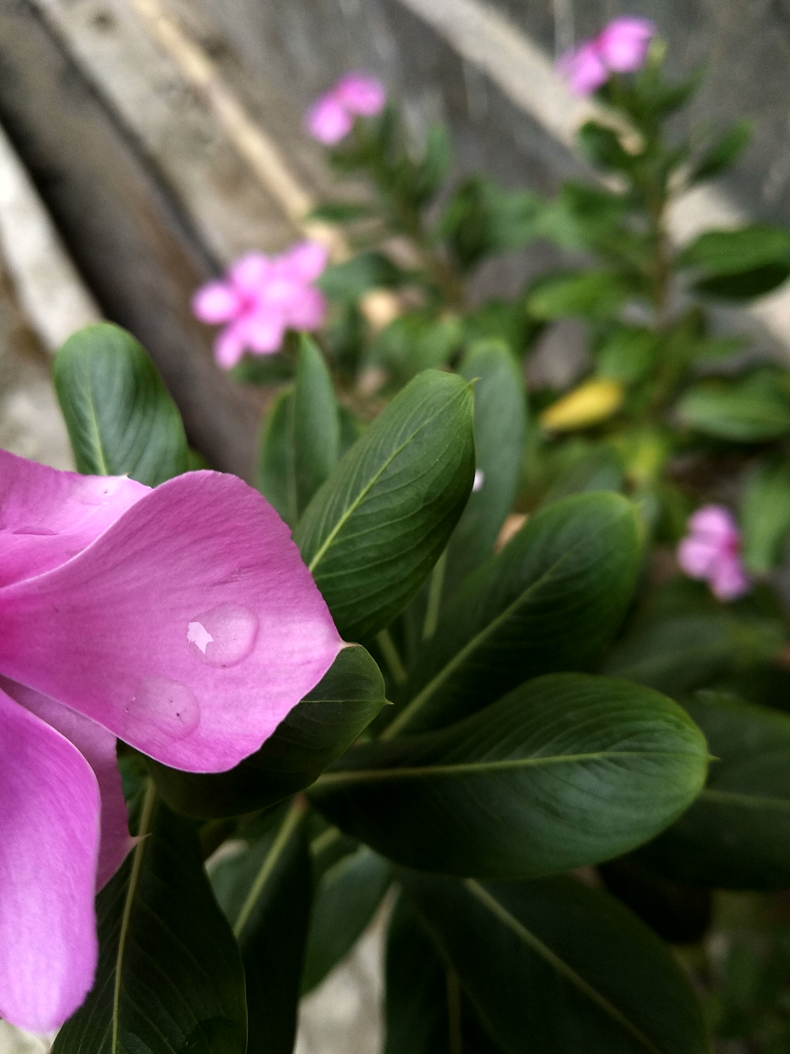 Xiaomi Redmi 5 sample photo
