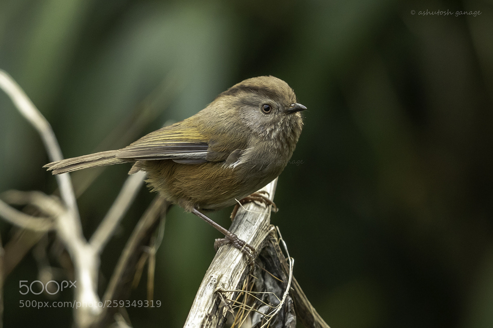 Canon EOS 7D Mark II sample photo. Streak-throated fulvetta - manipur photography