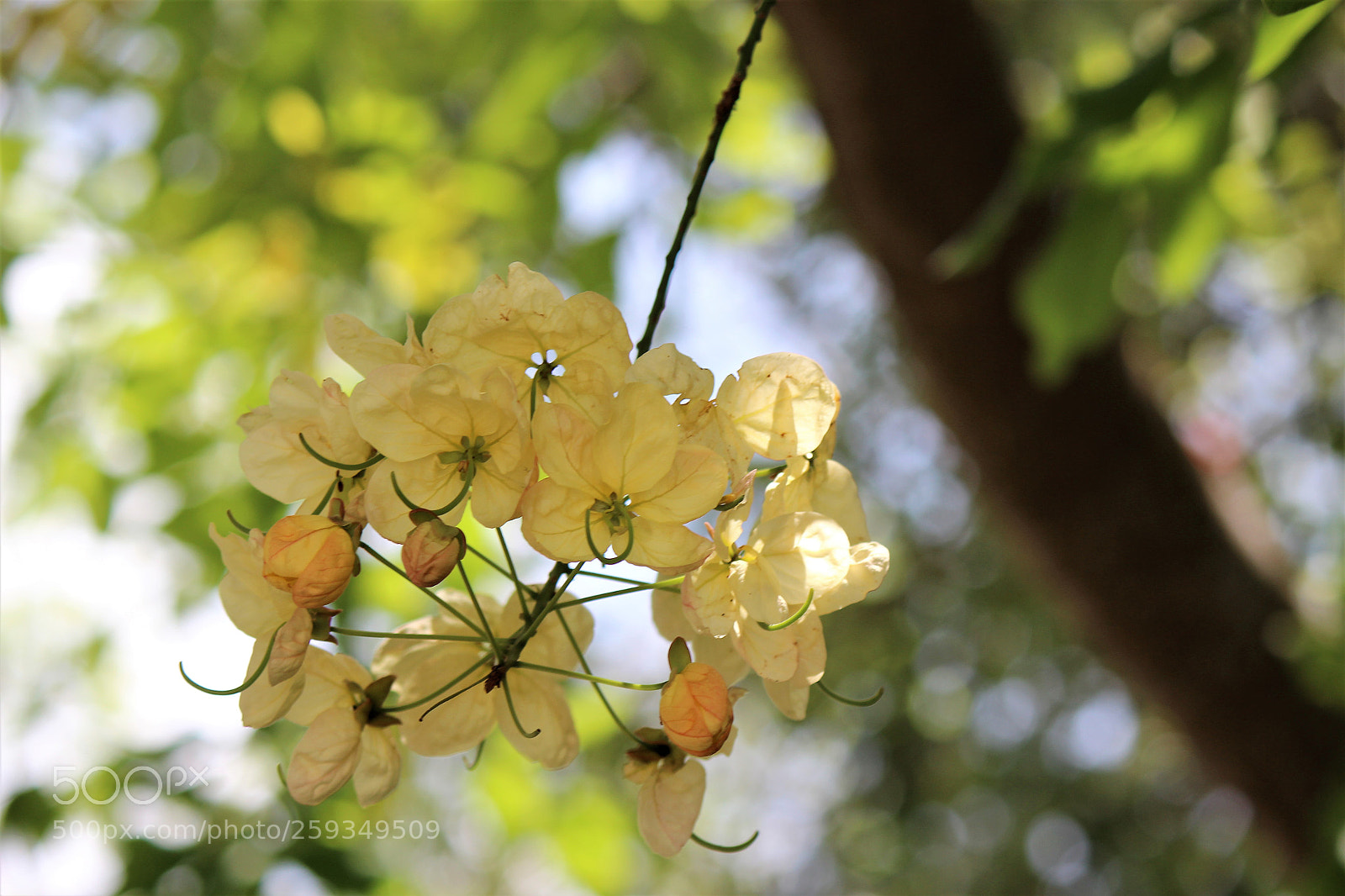 Canon EOS 600D (Rebel EOS T3i / EOS Kiss X5) sample photo. Untitled photography