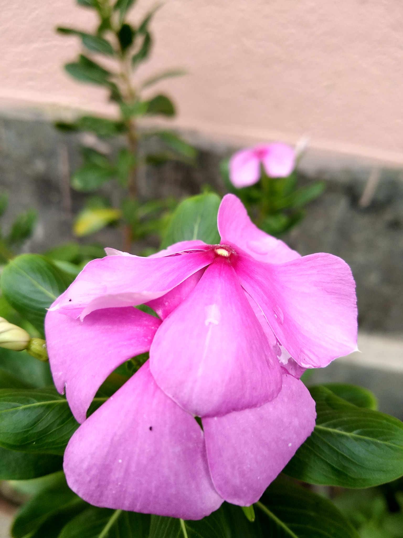 Xiaomi Redmi 5 sample photo