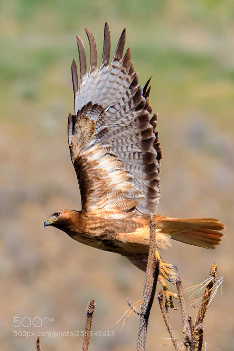 Canon EOS 6D sample photo. Red-tailed hawk photography