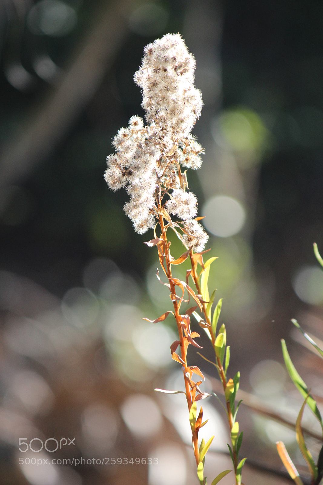 Canon EOS 600D (Rebel EOS T3i / EOS Kiss X5) sample photo. Untitled photography