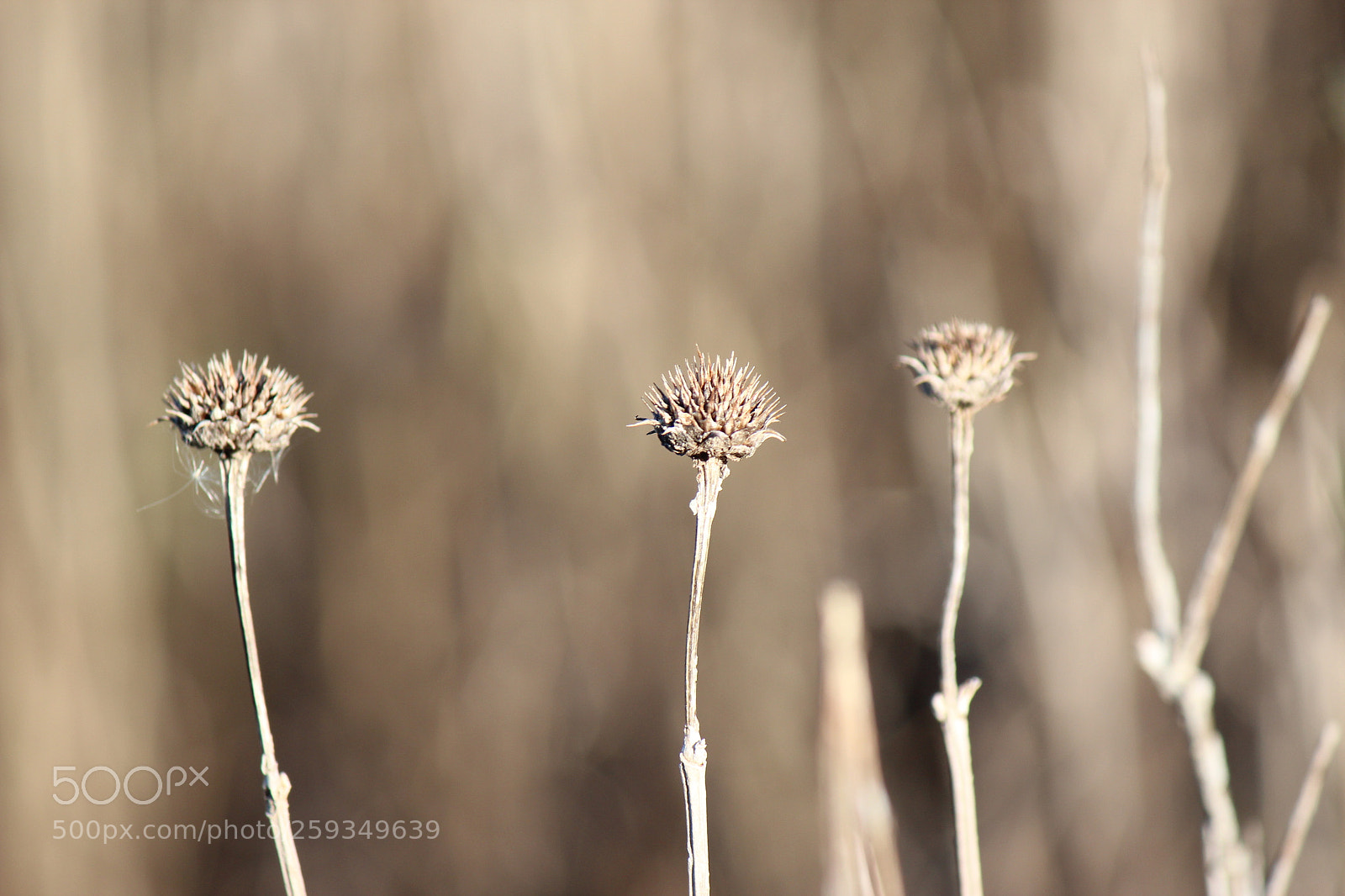 Canon EOS 600D (Rebel EOS T3i / EOS Kiss X5) sample photo. Untitled photography
