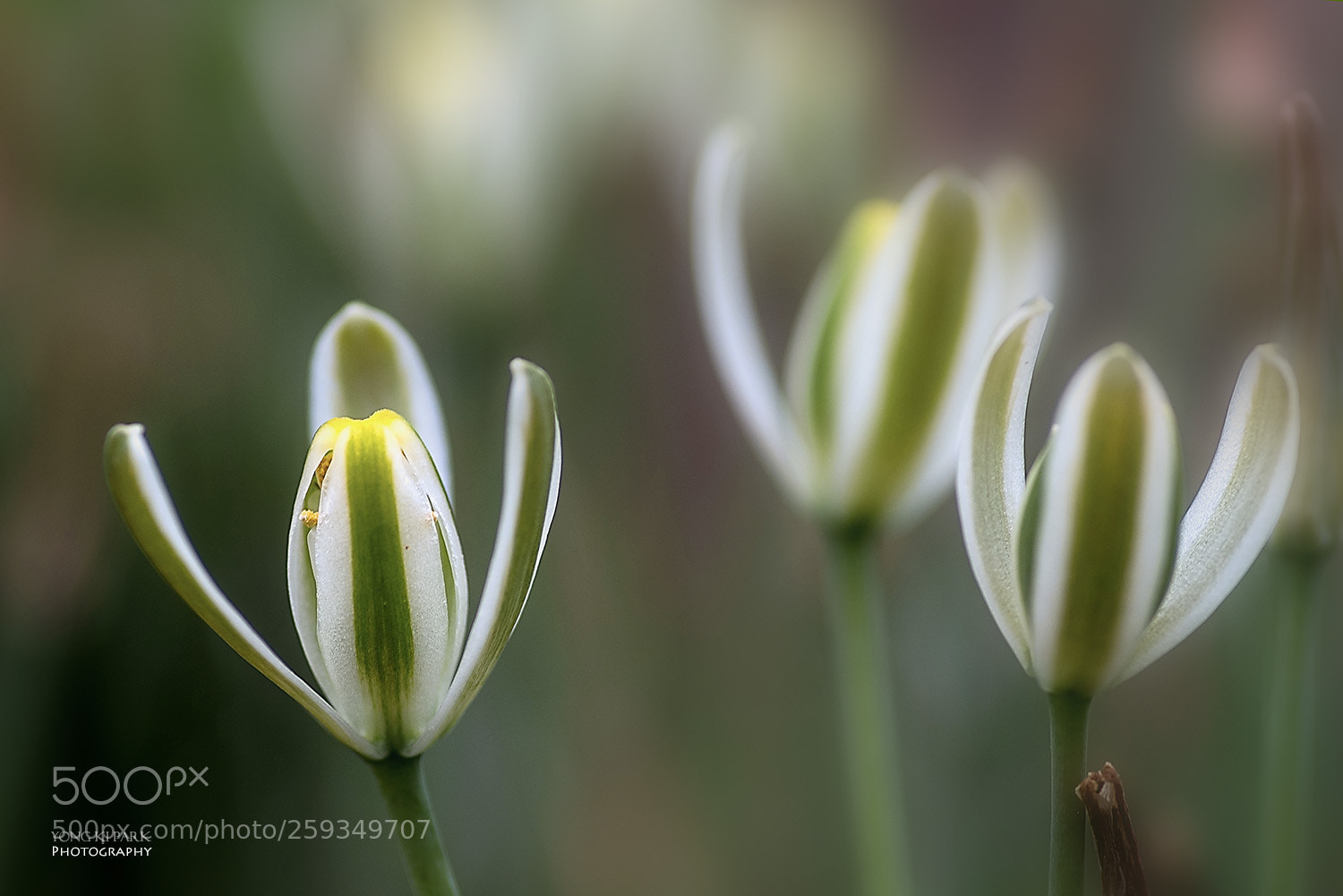 Pentax K-1 sample photo. Dreaming with flowers-8 photography