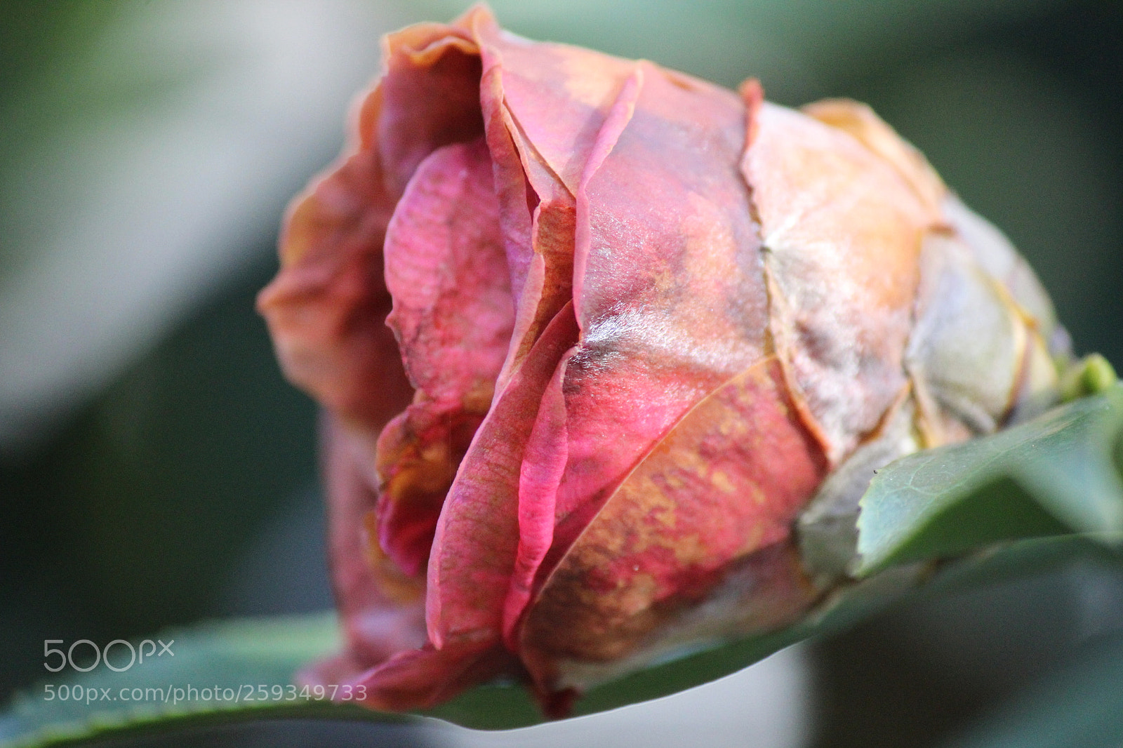 Canon EOS 600D (Rebel EOS T3i / EOS Kiss X5) sample photo. Untitled photography