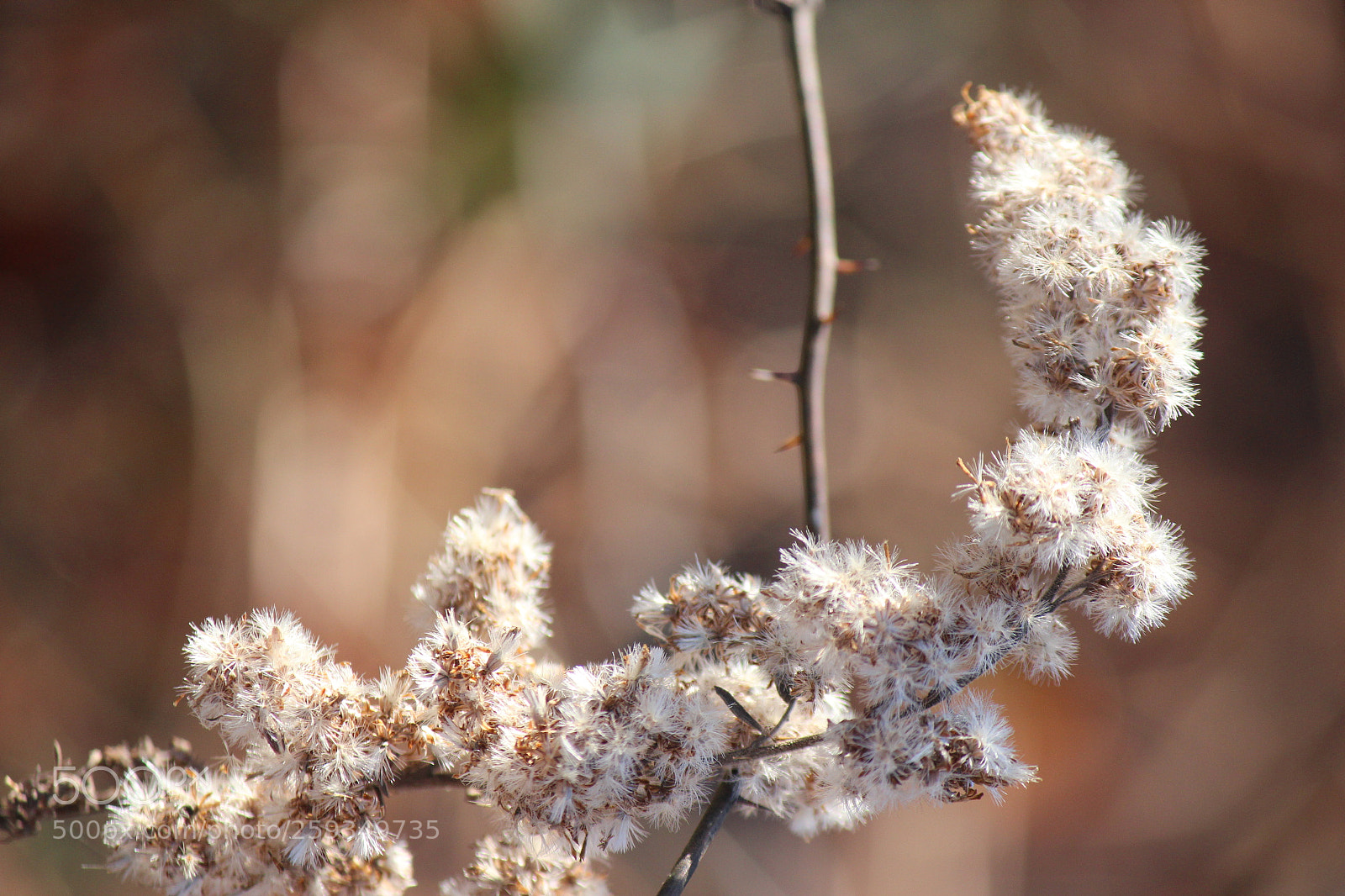 Canon EOS 600D (Rebel EOS T3i / EOS Kiss X5) sample photo. Untitled photography