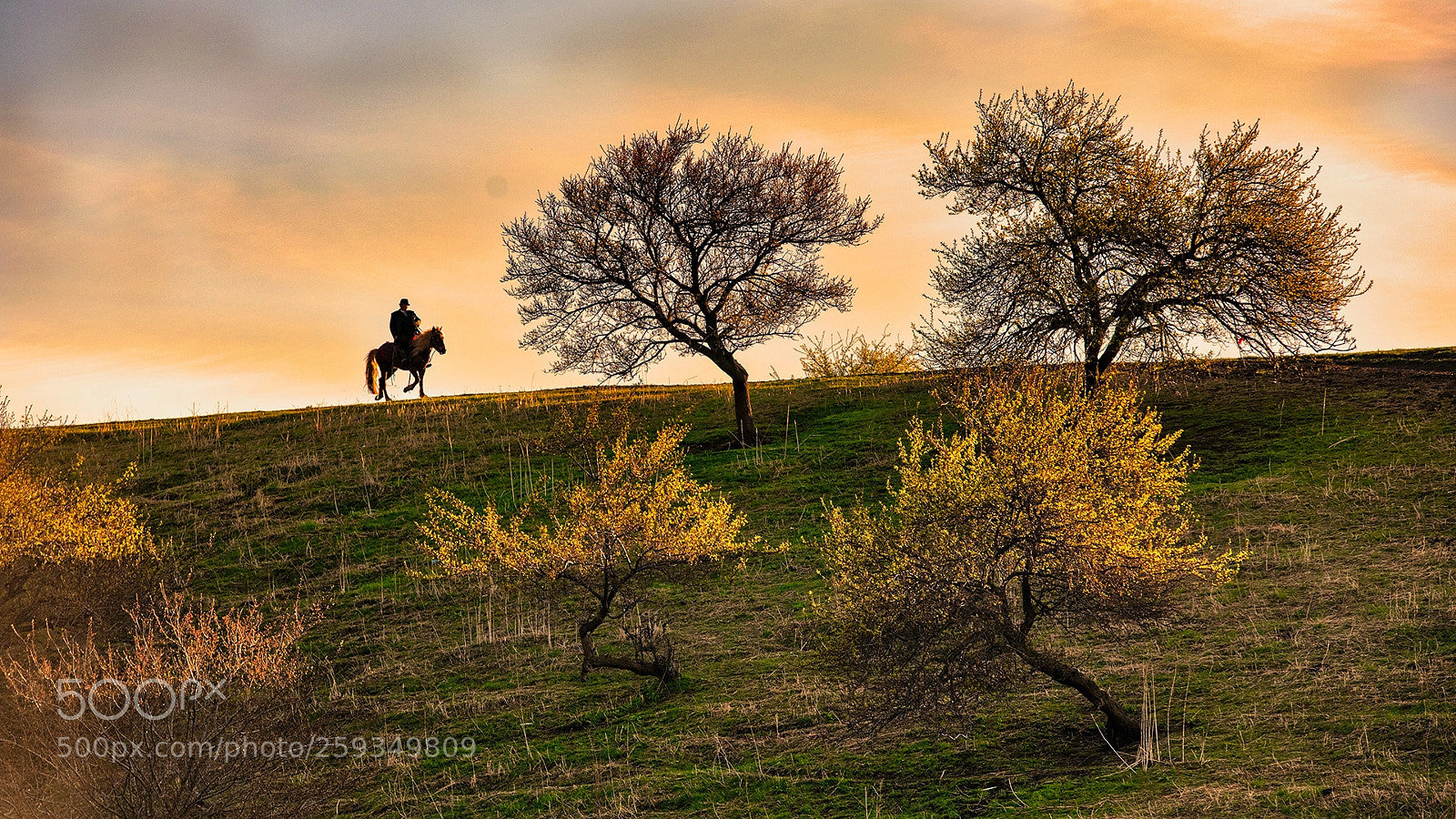 Nikon D850 sample photo. Sunset horse photography
