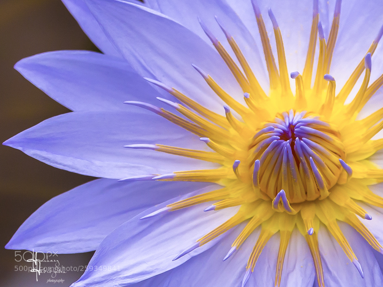 Canon EOS 6D sample photo. Lily closeup! photography