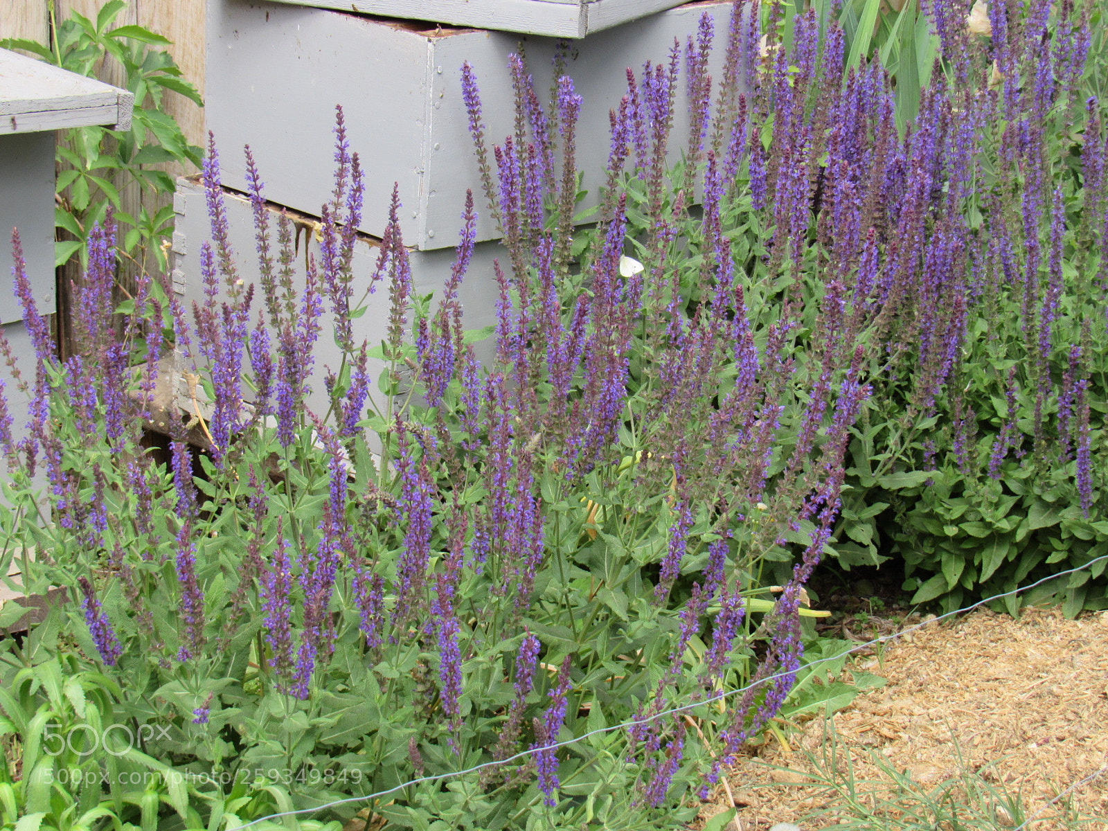 Canon PowerShot SX530 HS sample photo. Lavender bliss photography