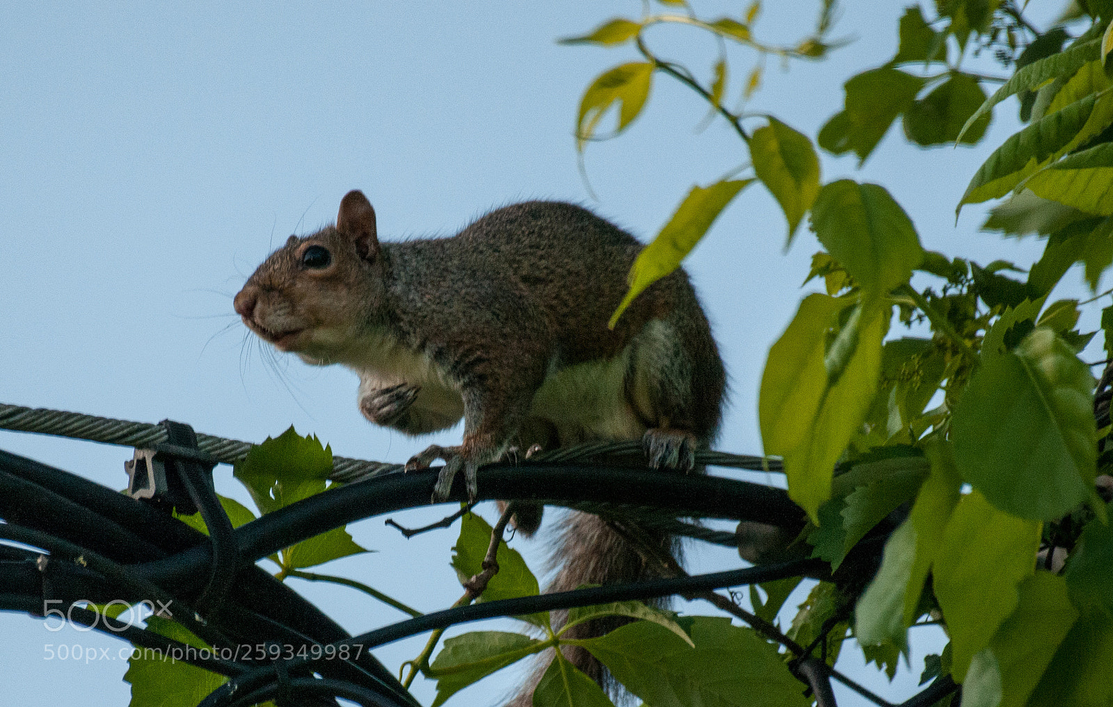 Nikon D300 sample photo. Squirrel dilemma photography
