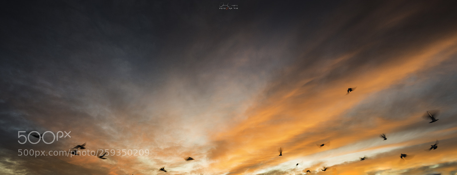 Nikon D810 sample photo. Vuelo de palomas al photography